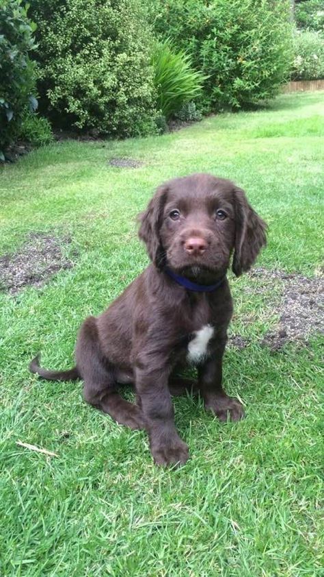 Springador Puppies, Sprocker Spaniel Puppies, Sprocker Spaniel, Springer Spaniel Puppies, Springer Spaniels, Cocker Spaniel Puppies, Spaniel Puppies, Cute Dogs And Puppies, Cane Corso