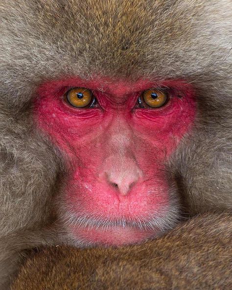 Mogens Trolle on Instagram: “PRESENCE / One of the most intensely colored faces in the world of mammals, that of the Japanese macaque, aka snow monkey, and also some of…” Japanese Monkey, Japanese Macaque, Proboscis Monkey, Snow Monkey, Mandrill, Digital Painting Techniques, Monkey Face, Animal Study, Pretty Animals