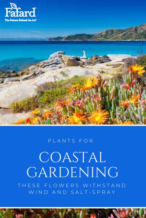 The phrase “coastal #gardens” evokes a host of memorable images, billowing daisies flanking gray-shingled cottages, bright “dune roses” blooming against an ocean background, or pots of brilliant red geraniums on a wooden pier. Here are some of our favorite flowers for #coastal #gardening! #flowers Coastal Cottage Garden, Cottage Front Yard, Rugosa Rose, Ocean Flowers, Ocean Garden, Yard Makeover, Ocean Background, Seaside Garden, Drought Tolerant Garden