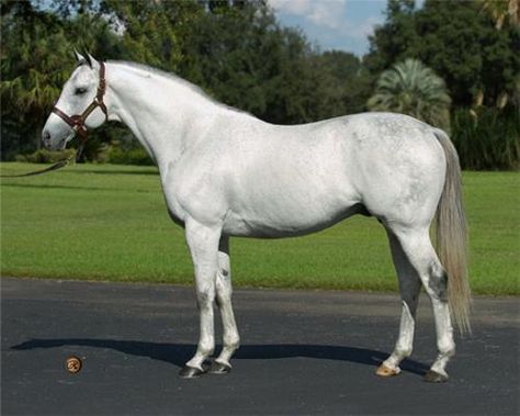 Mr. Livingston - Thoroughbred stallion Thoroughbred Stallion, Male Horse, Horse Products, Gorgeous Horses, Thoroughbred Horse Racing, Race Horse, Horse Heart, Horse Names, Grey Horse