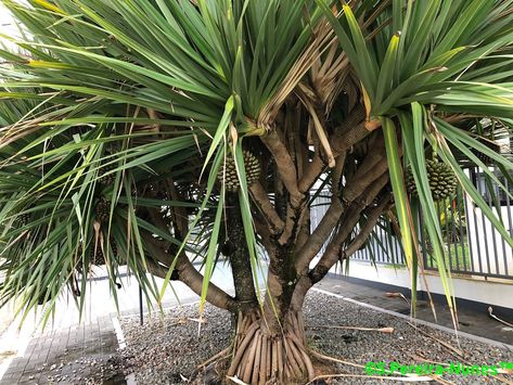 Pandanus, Paramaribo, Suriname | SN/NC: Pandanus Sp, Pandana… | Flickr Small Shrubs, Astringent, Harvest Time, Southeast Asian, Asian Cooking, Growing Tree, South Pacific, Trees And Shrubs, Beach Scenes