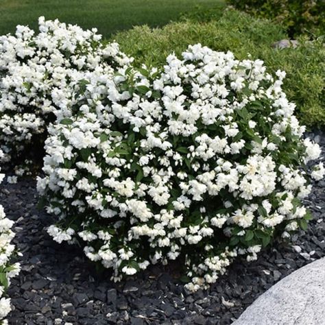 PRICES MAY VARY. Fragrant Mock Orange Plants Tree Live Shrub House Plant Mock Orange Bush, Philadelphus Plant in 4 Inc Pot Fragrant Mock Orange Plants Tree Live Shrub House Plant Mock Orange Bush, Philadelphus Plant In 4 Inc Pot Mock Orange Bush, Orange Plants, Pebble Landscaping, Flower Bushes, Tropical Patio, Mock Orange, Orange Plant, Landscaping Retaining Walls, Greenhouse Growing