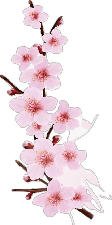 Tattoo Cherry Blossom, Cherry Blossom Png, Tattoo Cherry, Cherry Blossom Tree Tattoo, Blossom Tree Tattoo, Blossom Wallpaper, Cherry Blossom Wallpaper, Blossom Branch, Cherry Blossom Branch