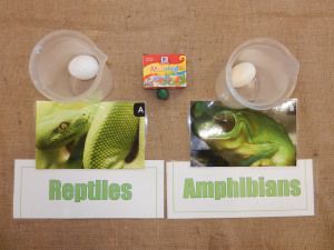 1. Reptile vs. Amphibian Egg Setup Newt Animal, Reptiles Preschool, Reptiles Activities, Amphibians Activities, Animal Classification, Rabbit Cages, Animal Supplies, Reptile Skin, Montessori Ideas