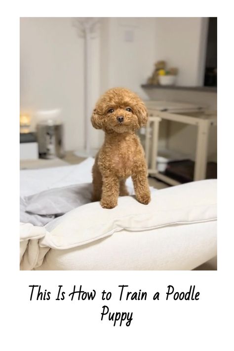 This Is How to Train a Poodle Puppy Toy Poodle Food Recipes, Mini Poodle Puppy Haircut, Toy Poodle Puppies Haircuts, Mini Poodle Haircut Styles Teddy Bear, Mini Poodle Haircut, Mini Poodle Haircut Styles, Teacup Poodle Full Grown, Toy Poodle Grooming, Toy Poodle Haircut Styles