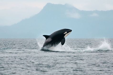 Arctic Ocean Animals, Bowhead Whale, Bering Strait, Ocean Ecosystem, Marine Pollution, Ocean Pollution, Gray Whale, Sea Ice, Bottlenose Dolphin