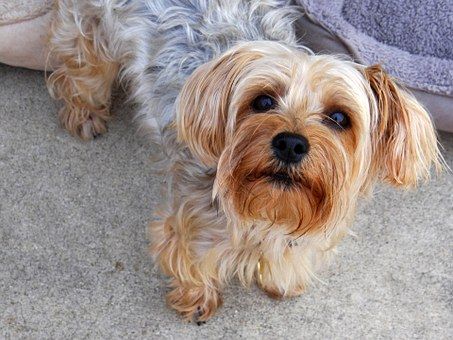 Morkie Puppies For Sale in Oklahoma, OK. Teacup, Tiny Toy, Miniature and Imperial Morkie Puppies For Sale in Oklahoma, OK. Info on Full Grown Morkie, White, Black, Morkie Price, Breeders, Adult Morkie, Black and White, Morkie Poo, Hypoallergenic, Golden Morkies, Parti, Teddy Bear, Baby, Morkie Cost, Cute, plus Morkies for Adoption and Rescue. Morkie Puppies For Sale, Yorkie Names, Yorkie Haircuts, Morkie Puppies, Top Dog Breeds, Yorkshire Terrier Puppies, Terrier Puppies, Yorkie Puppy, Lap Dogs