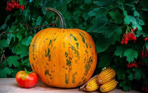 Companion Planting for Pumpkins: 17 Friendly Plants for Your Backyard Garden Artichoke Companion Planting, Herb Companion Planting, Squash Bugs, Pumpkin Vine, Cucumber Beetles, Growing Pumpkins, Mint Flowers, Japanese Beetles, Companion Plants