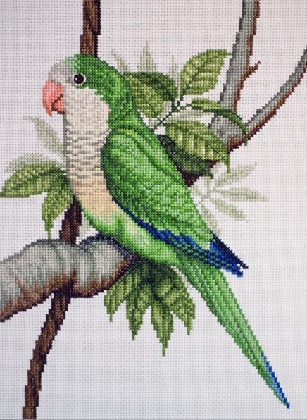 Parrot Cross Stitch, Cross Stitch Birds, Quaker Parrot, Monk Parakeet, Green Parrot, Pola Kristik, Cross Stitch Patterns Flowers, Cross Stitch Bird, Bird Embroidery