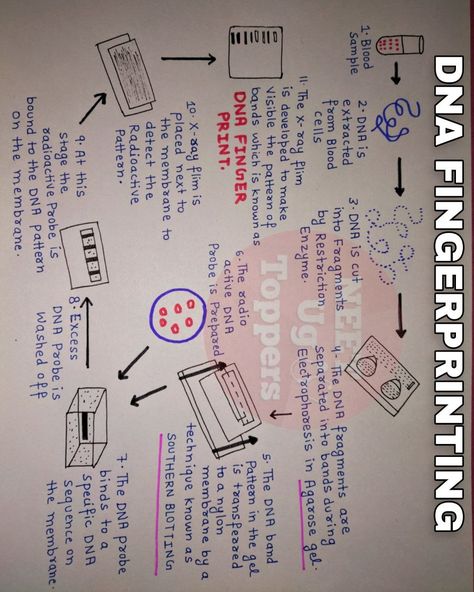 Dna Fingerprinting Notes, Class 12 Notes, Bio Project, Bio Notes, Dna Fingerprinting, Learn Biology, Basic Anatomy, Notes Inspo, Short Notes