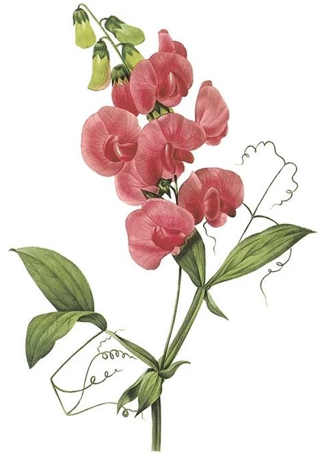 The Tendrils of the Sweet Pea | silkannthreades Pink Perennials, Vintage Clipart, Sweet Pea Flowers, Illustration Botanique, Pea Flower, Vintage Botanical Prints, Antique Illustration, Botanical Poster, Flower Clipart