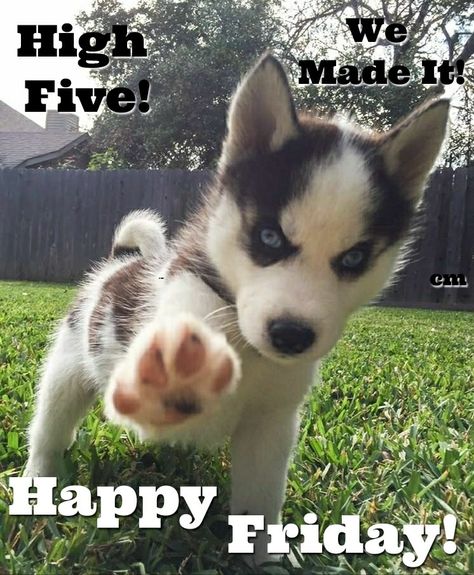 GOOD MORNING! HAPPY FRIDAY!  #goodmorningpost #goodmorning #gm #good #morningpost #morning #happy #happyfriday #friday #fridaymood #dogs #huskypuppy #husky #puppy❤️ #puppy #puppydog #tgif #fridaymorning #fridays #puppiesofinstagram #photography #tea #photo #highfive #paw #coffee #cuteanimals #animals A Husky, Husky Puppy, Blue Eyes, Husky, Dogs, Blue