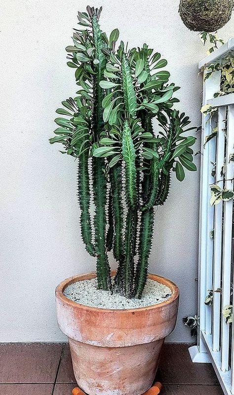 Cacti In Pots Outdoors, Potted Cactus, Cactus Plants Indoor, African Milk Tree, Tall Cactus, Plant Decor Indoor, Nature Plants, Desert Plants, House Plants Decor