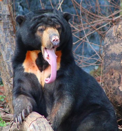 Sun Bear. Long Tongue! | Other | Animals | Pixoto Draw Bear, Malayan Sun Bear, Most Dangerous Animals, Sun Bear, Bear Drawings, Snow Animals, Panda Drawing, Bear Tattoos, Bear Paintings