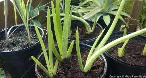 Repotting Leggy Aloe Vera Plant (A Simple Guide) – Micro Farm Guide Micro Farm, Plant Growing, Aloe Vera Plant, Out Of Control, Stay Healthy, How To Stay Healthy, Aloe Vera, Canning, Plants