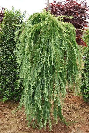 Weeping Larch, Weeping Evergreen Trees, Larix Decidua, Narrow Trees, Evergreen Landscaping, Cabin Landscaping, Trees Images, Landscape Yard, Weeping Trees