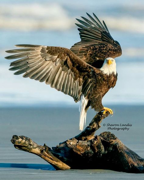 Seaside Perch...Wild Bald Eagle on driftwood along the beach in the Pacific Northwest  US  Best Viewed Full Screen Eagle Images, Eagle Pictures, Eagle Art, The Eagles, Exotic Birds, Pretty Birds, Alam Yang Indah, The Pacific Northwest, Colorful Birds