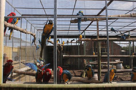 Mixed macaw aviary. 2-4-15 » The Parrot Zoo Gallery Aviary Ideas Outdoor, Macaw Aviary, Large Aviary, Aviary Ideas, Green Wing Macaw, Diy Bird Cage, Pet Bird Cage, Sun Conure, Tea Quotes