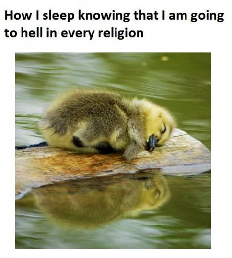 Atheist Meme, Atheist Jokes, Funny Af Memes, Atheist Humor, Atheist Quotes, Duck Photo, Jack Kerouac, Sylvia Plath, Koala Bear