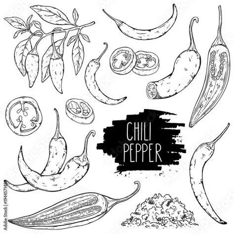 Stock Image: Hand drawn hot chili pepper set. Peppers chili, slices, halves, crushed pieces and branch isolated on white background. Outline ink slyle sketch. Vector coloring illustration. Hot Pepper Tattoo Small, Bush Drawing, Coloring Illustration, Veggie Art, Pitbull Tattoo, Branch Tattoo, Tattoo Old School, Stencil Font, Hottest Chili Pepper