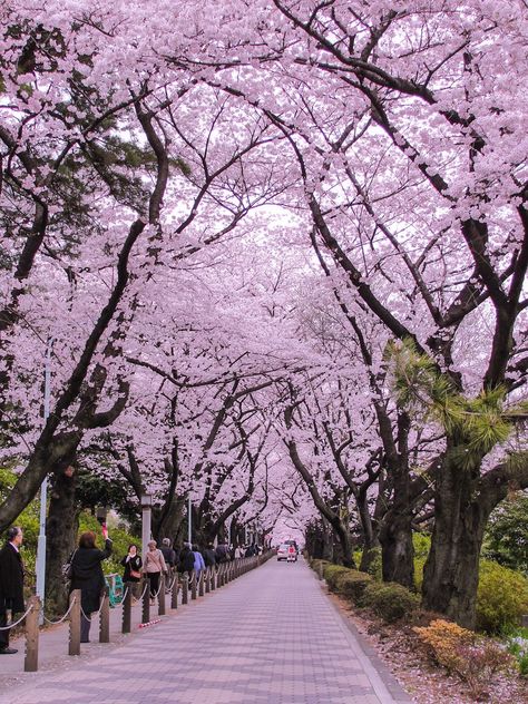 The 14 Best Scenic Spots to see Cherry Blossoms in Tokyo | The Creative Adventurer Japan Tourist Spots Aesthetic, Cherry Blossom Tokyo Japan, Tokyo Park Aesthetic, Tokyo Cherry Blossom Aesthetic, Cherry Blossom In Tokyo, Ueno Park Tokyo Cherry Blossoms, Cherry Blossoms Tokyo, Japan Aesthetic Cherry Blossoms, Best Places In Japan