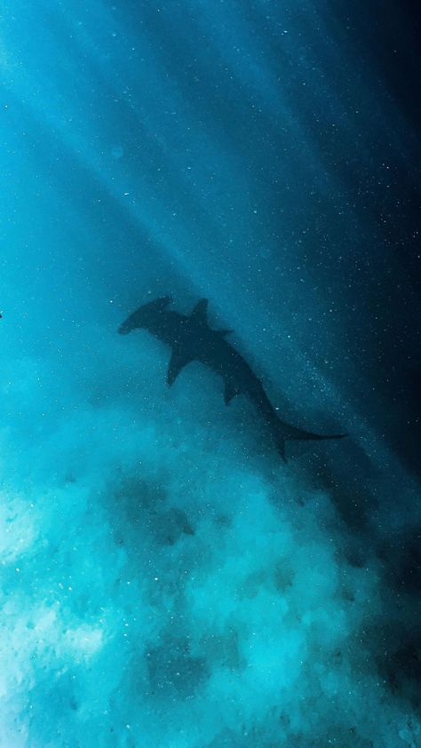 Gabriella | Ocean Warrior on Instagram: “I got hammered for the first time yesterday 🦈 The water was a little murky but you can still see the hammerhead pretty well and it was…” Hammerhead Shark Wallpaper, Ocean Warrior, Shark Images, Underwater Model, Ipad Homescreen, Ocean Room, Ocean Depth, Marine Painting, Water Aesthetic