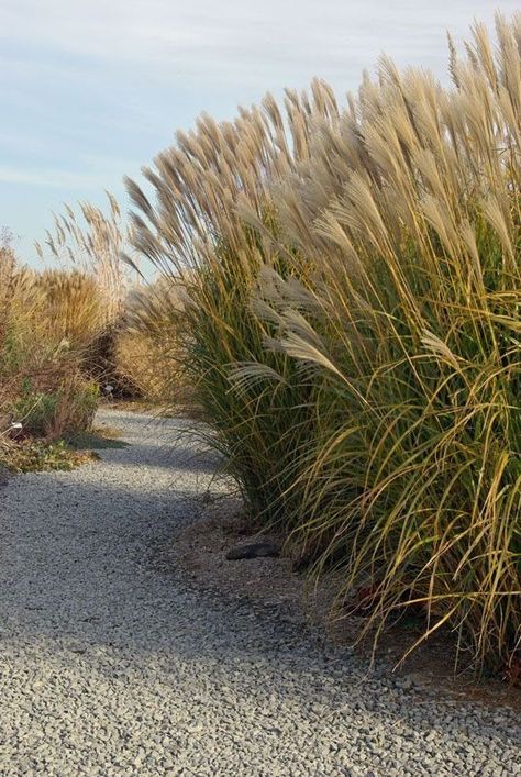 Miscanthus Sinensis, Grasses Landscaping, Coastal Gardens, Grasses Garden, King Tut, Beach Gardens, Natural Garden, Ornamental Grasses, Front Garden