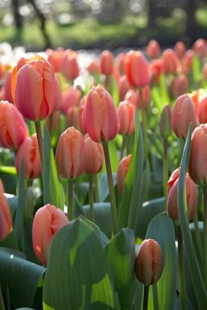 What Makes Darwin Hybrid Tulips Special Types Of Tulips, Longfield Gardens, Tulip Season, Planting Tulips, Tulip Garden, Tulips Garden, Tulip Fields, Spring Bulbs, Fall Plants