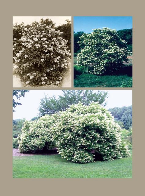 Early Bloomer: Hydrangea paniculata ‘Praecox’ - Arnold Arboretum | Arnold Arboretum Panicle Hydrangea, Hydrangea Bloom, Theory Of Evolution, Hydrangea Paniculata, Rose Family, Hardy Plants, Plant Species, Latest Trend, Exotic Plants