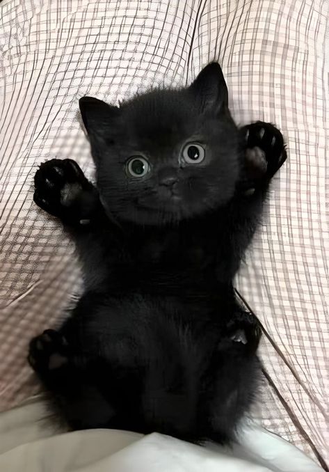 From Meow Madness Cute Puppies And Kittens, Rex Cat, Cute Pups, Puppies And Kittens, Kitten Love, Kitten Pictures, A Black Cat, Adorable Cats, Here Kitty Kitty