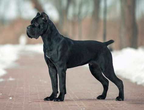 Cane Corso dog King Corso Dog, Black Cane Corso, Chien Cane Corso, Cane Corso Dog Breed, Cane Corso Italian Mastiff, Family Dogs Breeds, Wag The Dog, Tattoos For Dog Lovers, Presa Canario