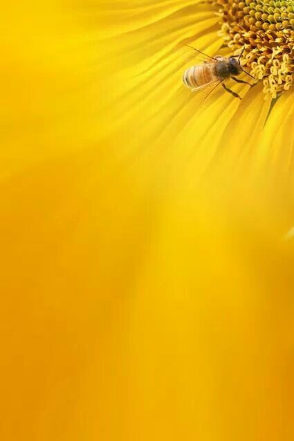 Spring Scenery, Bee Pictures, Sunflower Photo, Bee Movie, Sunflower Wallpaper, Widescreen Wallpaper, Jaune Orange, Bee Art, Yellow Wallpaper