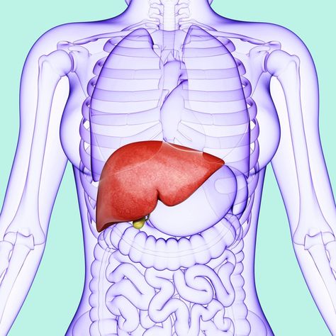 Alcohol is one of the best-known causes of liver damage, but it’s not the only culprit. Find out what else can hurt the vital organ here. | Health.com Cinnamon Health Benefits, Liver Damage, Tomato Nutrition, Calendula Benefits, Zinc Deficiency, Pineapple Water, Matcha Benefits, Lemon Benefits, Coconut Health Benefits