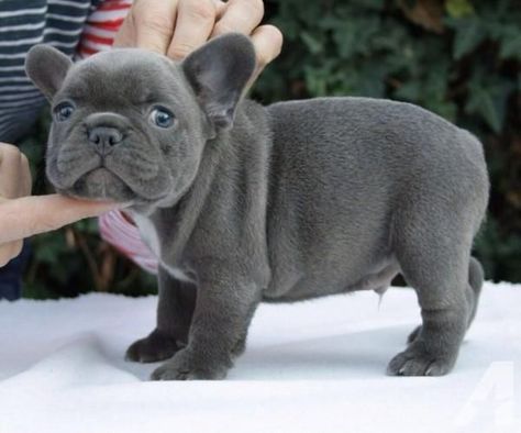 Teacup French Bulldogs, Mini French Bulldogs, Blue French Bulldog Puppies, Baby French Bulldog, American Bulldog Puppies, French Bulldog For Sale, French Bulldog Breed, Cute Bulldog Puppies, Mini Puppies