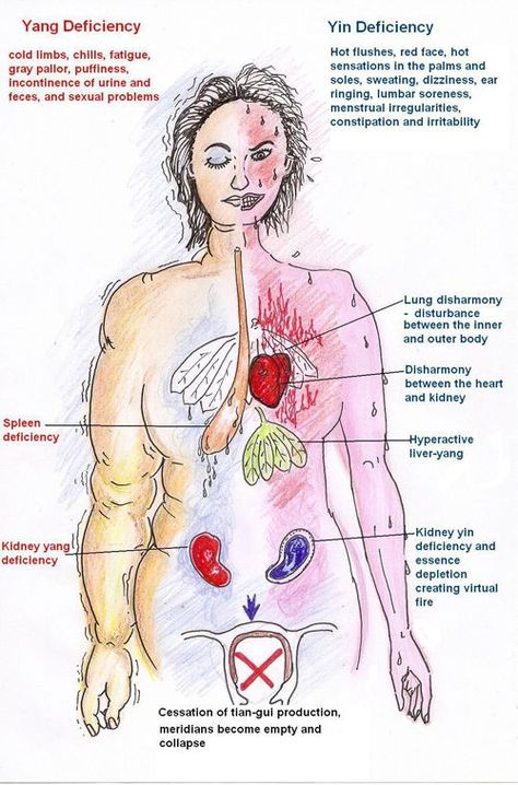 MENOPAUSE! Yang and Yin Deficiency Kidney System, Yang Deficiency, Acupuncture School, Yin Deficiency, Cycle Women, Traditional Chinese Medicine Acupuncture, Qi Deficiency, Tcm Traditional Chinese Medicine, Medicine Illustration