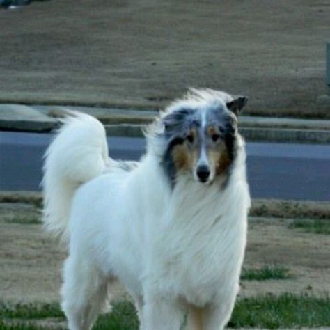 White Collie with Blue Merle head Smooth Collie Blue Merle, Pastor Collie, Blue Merle Collie, Shetland Sheepdog Blue Merle, Rough Collies, Smooth Collie, Shetland Sheepdog Puppies, Sheep Dogs, Sheltie Dogs