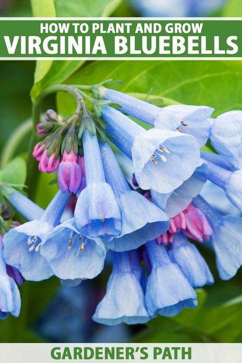 The pink buds and blue bell-shaped flowers of Virginia bluebells are a treat for the eyes in the early spring. As a shade-loving perennial, the green leaves and colorful flowers bright up dark spots in the garden. Learn how to plant and grow Virginia bluebells now on Gardener's Path. #virginiabluebell #gardenerspath First Flowers Of Spring, Virginia Bluebells, Outdoor Nursery, Blue Bell Flowers, Outdoor Flowers, Front Yard Garden, Flowers Perennials, Colorful Garden, Growing Flowers