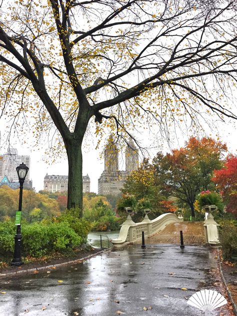 A rainy day in Central Park. November 2015. #MyViewYork Photo: @CXCArtist Central Park Fall, New York City Central Park, New York City Aesthetic, Visit New York City, Central Park Nyc, Places In New York, City Slickers, Autumn In New York, Central City