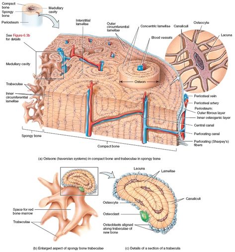 Compact Bone Anatomy, Compact Bone Histology, Bone Histology, Anatomy Education, Nursing School Life, Medical Assistant Student, Clinical Chemistry, Vet Medicine, Basic Anatomy And Physiology