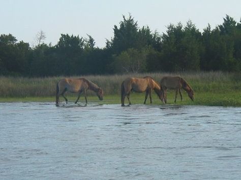 Cedar Island North Carolina, Beaufort North Carolina, The Atlantic, Atlantic Ocean, Outer Banks, Places To See, Banks, North Carolina, Trip Advisor