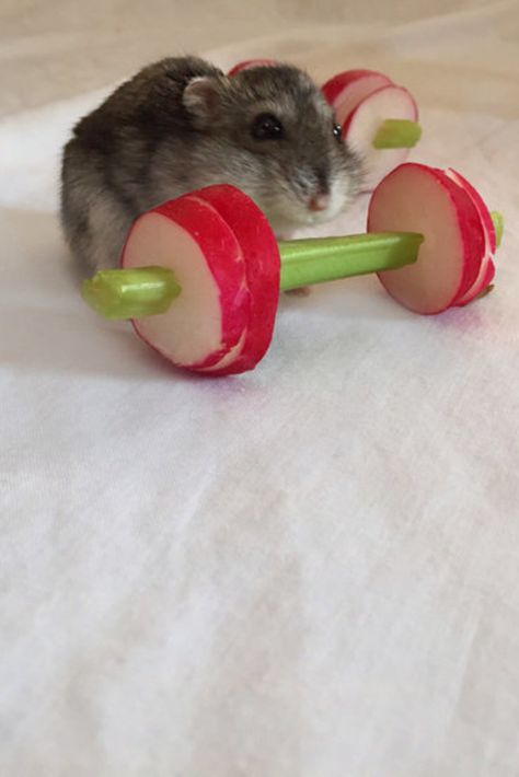 Diy Hamster Toys, Gerbil Toys, Hamster Diy, Hamster Life, Hamster Names, Hamster Habitat, Hamster Treats, Hamster Care, Baby Hamster