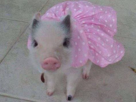 pig in a dress Widget Backgrounds, Animals Playing, Micro Pigs, Teacup Pigs, Pig Pictures, Kawaii Bedroom, Cute Piglets, Small Pigs, Mini Pigs