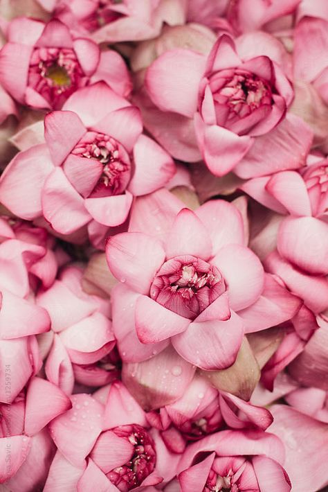 Bunch of pink lotus flowers from above. Lotus From Above, Flowers From Above, Desi Art, Pink Lotus Flower, Expensive Fashion, Pink Lotus, White Lotus, Lotus Flowers, Bunch Of Flowers