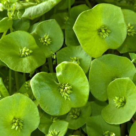 Miner’s Lettuce Health Benefits Miners Lettuce Recipe, Lettuce Benefits, Cornflower Magical Properties, Magical Properties Of Oregano, Coal Power Plant, Miners Lettuce, Winter Crops, Rare Seeds, Fruit Flowers