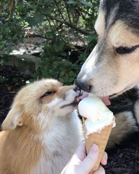 Fox And Wolf, Fox Dog, Fox Pictures, Animals Friendship, Pet Fox, An Ice Cream, Fluffy Animals, Cute Fox, Animal Companions