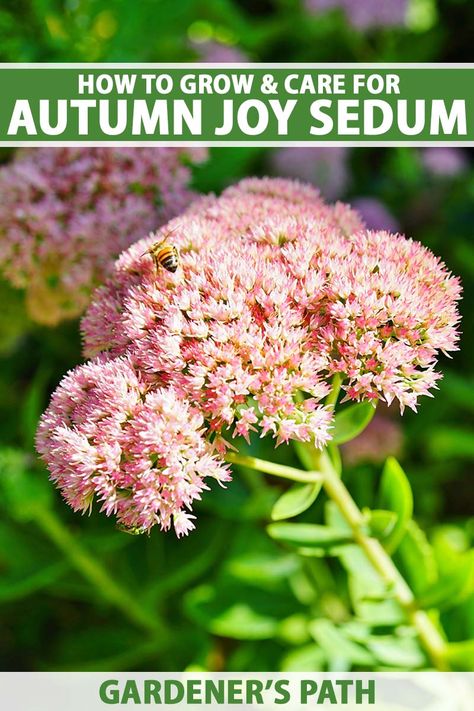 Propagating Sedum Autumn Joy, Autumn Joy Sedum Care, Autumn Sedum, Autumn Joy Sedum, Sedum Autumn Joy, Sedum Stonecrop, Sedum Succulent, Sedum Plant, Fall Clean Up