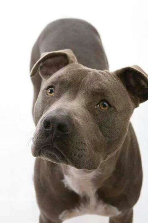 Beautiful Pittie!! Reminds me of my Grace! Staffordshire Terriers, Dog Whisperer, Pitbull Puppies, American Staffordshire, Pit Bulls, American Pitbull Terrier, Pitbull Dog, Pitbull Terrier, Doberman