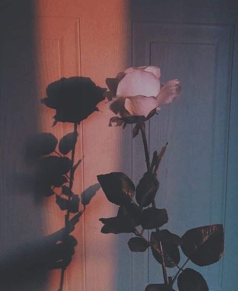 Self Worth – P E R S P E C T I V E Wallpaper Musik, Wallpaper Mawar, Wallpaper Estetika, Aesthetic Roses, Sunflower Wallpaper, Wallpaper Pastel, Picture Collage Wall, Photo Wall Collage, Aesthetic Pastel Wallpaper