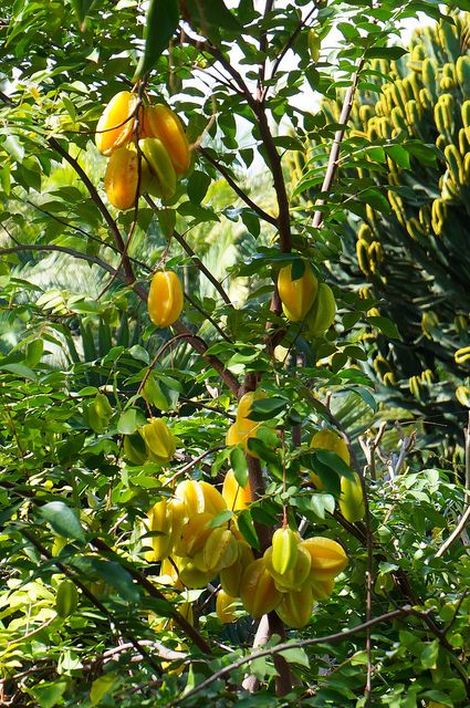 Star fruit, Las Hesperides Tropical Garden, Arucas, Gran Canaria, Spain.  Photo: KarlGercens.com, via Flickr Tropical Fruit Trees Garden, African Mansion, Tropical Fruit Garden, Tropical Homestead, Fruit Bonsai, Tropical Fruit Trees, Tropical Farm, Tropical Gardening, Fruit Coffee