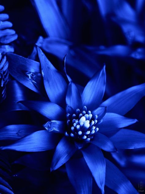 Royal Blue Asthetics, Blue Universe, Dark Blue Aesthetic, Blue Aesthetic Dark, Cute Blue Wallpaper, Sapphire Stones, Blue Garden, Blue Roses, Green Aesthetic